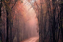 金年会：克洛普解釋半場換下麥卡利斯特.